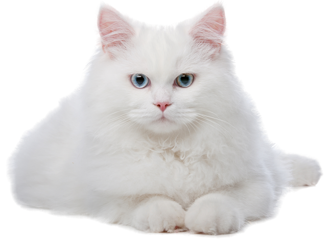 evil cat